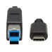 Tripp Lite U422-20N-G2 USB-C to USB-B Cable (M/M) - USB 3.2, Gen 2 (10 Gbps), Thunderbolt 3 Compatible, 20-in. (50.8 cm)