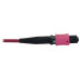 Tripp Lite N845B-01M-12-MG 100G Multimode 50/125 OM4 Fiber Optic Cable (12F MTP/MPO-PC F/F), LSZH, Magenta, 1 m (3.3 ft.)